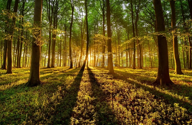 Foto Mural-BOSQUE RESPLANDECIENTE DEL SOL - (7759) - NO TEJIDO - Papel pintado - Árboles Sol XXL