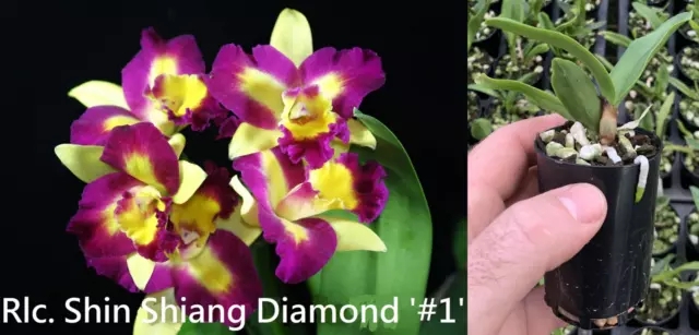 RON Cattleya Orchid Rlc. Shin Shiang Diamond '#1' MERICLONE 50mm Pot Size