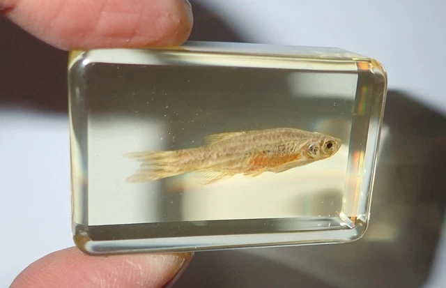 Zebra Fish Danio rerio in Amber Clear Block Education Specimen