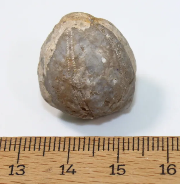 Pentremit, Nucleocrinus verneuili, Devon, Columbus, Ohio, USA -eb7453 2