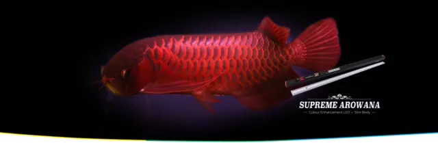 Ocean Free Suprême Arowana Couleur Amélioration LED Lumière Rouge (145 CM) 45 W