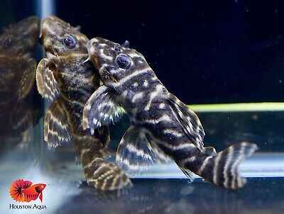 (1) L340 Hypancistrus Zebra Venezuela - Live Aquarium Pleco Fish Grade A+++