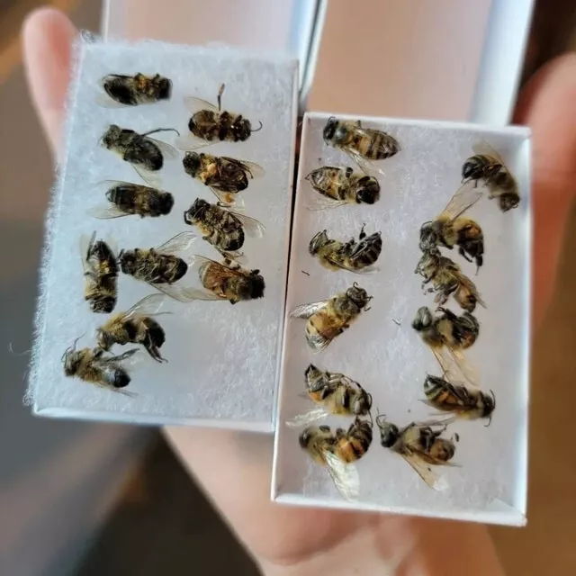 👀 ✅ 26 REAL Fresh USA HoneyBees  Suitable For Photography, Taxidermy Painting