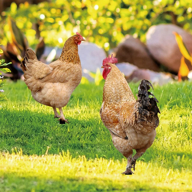Metal Chicken Rooster Sculptures Statues Yard Art Garden Lawn Ornaments Decor