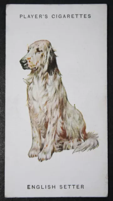 ENGLISH SETTER  Vintage Early 1930's Illustrated Card  QC20