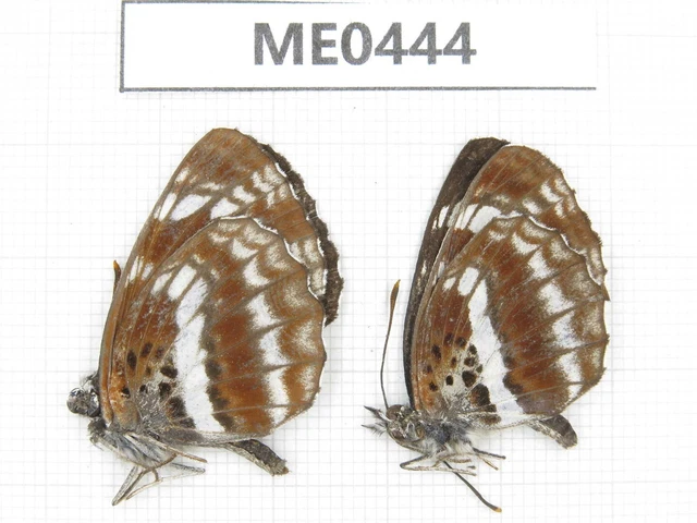 Butterfly. Neptis andetria. S part of Shaanxi, Xi'an, Mt.Cuihuashan. 2M. ME0444.
