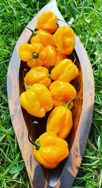 15 Habanero Big Sun Chili Samen sehr grosse ergibige Sorte sehr scharf 10+