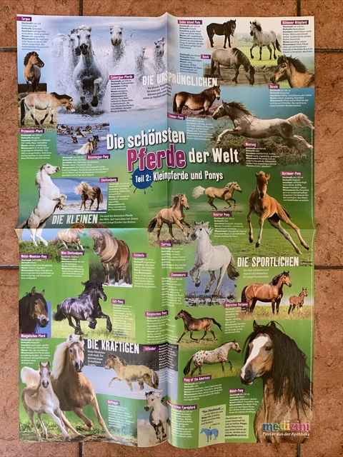 Film All Die Schönen Pferde WISSENSPOSTER VON MEDIZINI, Die schönsten Pferde der Welt, Teil 2 ca