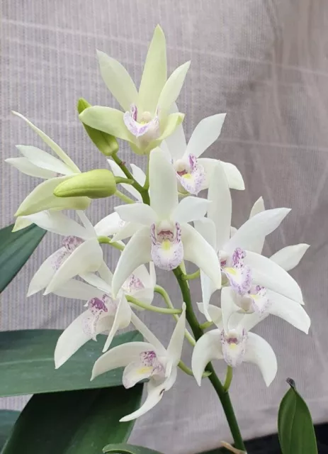 Dendrobium Orchid Hybrid  Den.  Bergen  'Purity'