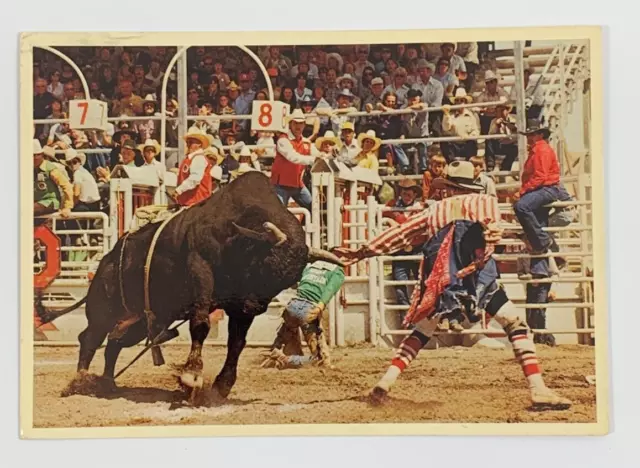 Brahma Bull Riding Calgary Exhibition and Stampede Postcard 1975 Posted in 1986