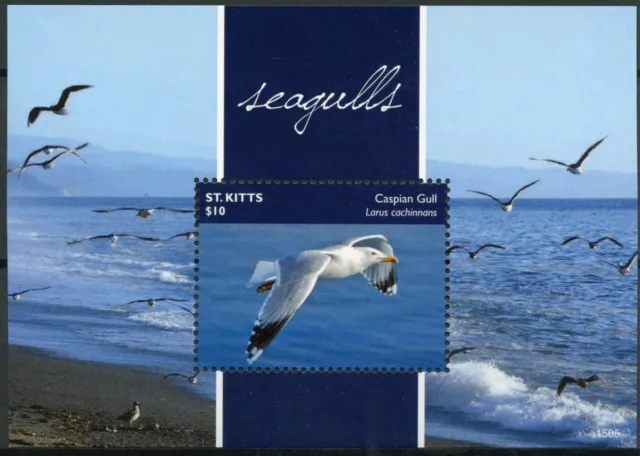 St Kitts 2015 MNH Seagulls 1v S/S I Birds Caspian Gull