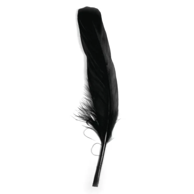 Pluma Ganso Larga Negro 16/20CM 8 Piezas