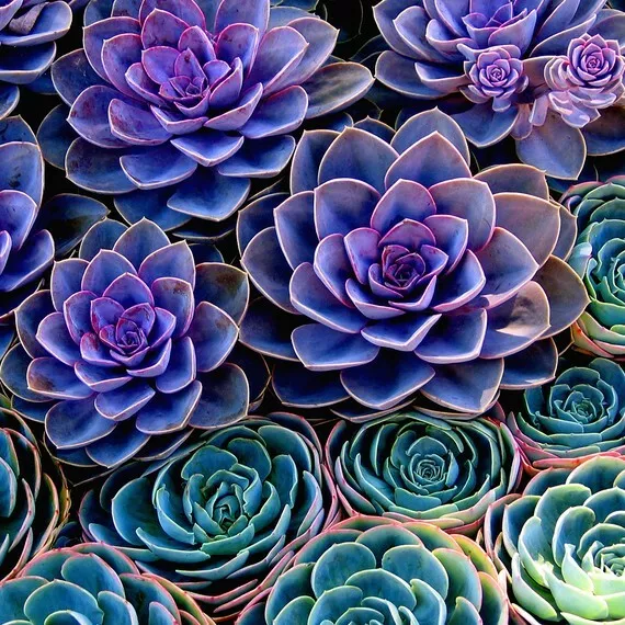 Purple Echeveria Seeds Exotic Rare Garden Plant Fresh Succulent Seed Free Post