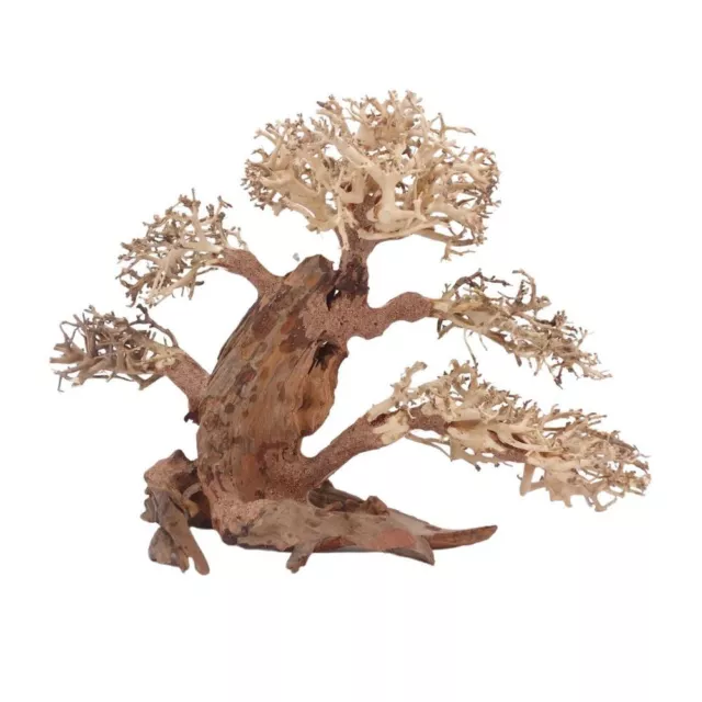 XL Bonsaï Arbre Nr.12069 Racine Bois Aquarium Déco Aquascaping Nature Oriental