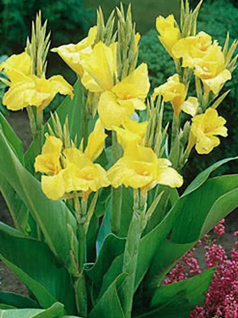 5 Stunning Yellow Flower with Red Speckles Cannaceae-Canna Lily - Rhizomes