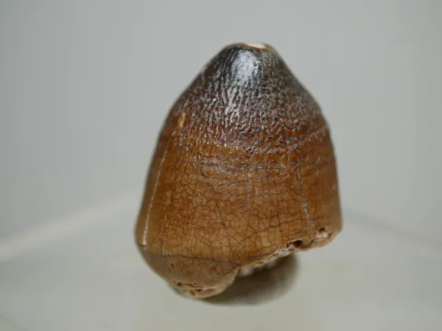 original fossiler Globidens Zahn, Dinosaurier Zahn / Dinosaur tooth fossil