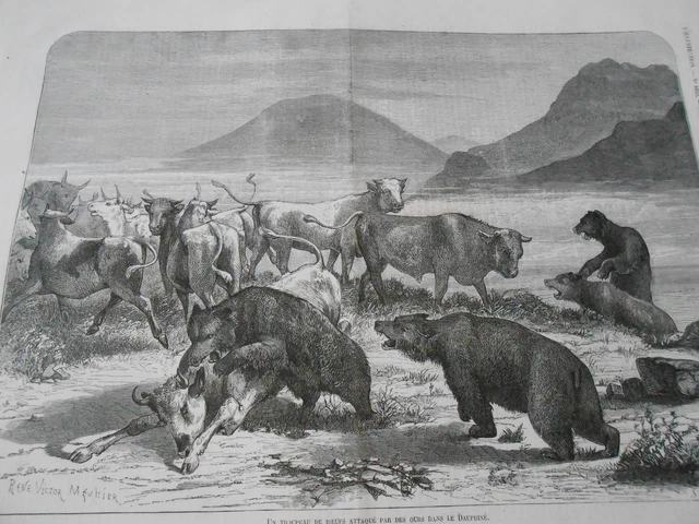Gravure 1874 - Troupeau de boeufs attaqué par un Ours dans le Dauphiné
