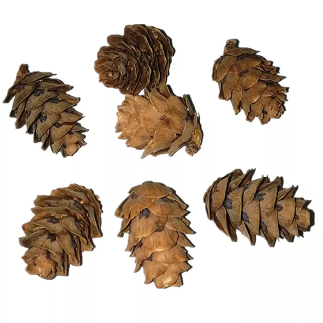 50 Pcs Small Pine Cone Adornment Dried Cones Xmas Pinecones Bulk Crafts