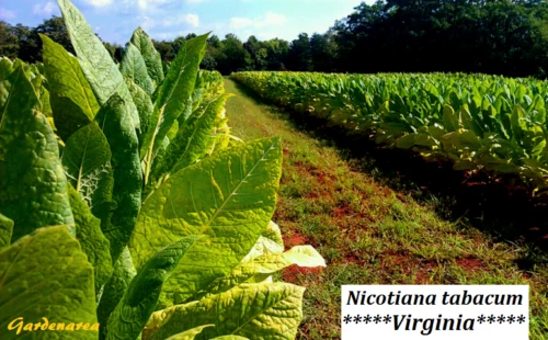 Tabacaria Da Mata - Hi Tobacco Virginia Golden - Foto 7