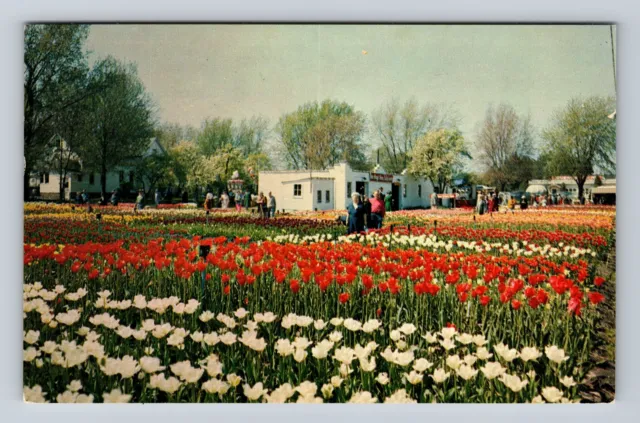 Holland MI-Michigan, Van Bragt Bros.Tulip Fields, Antique Vintage Postcard
