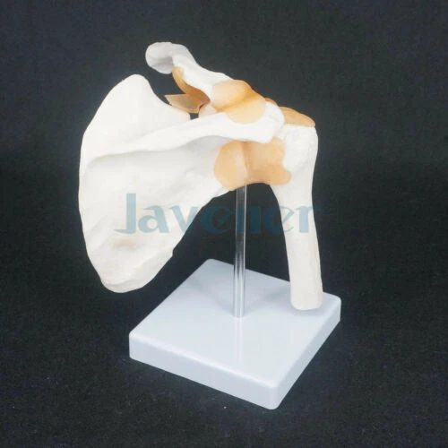 LIFE SIZE SHOULDER Joint Anatomical Model Skeleton Human Medical