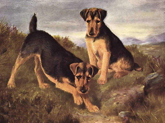 Welsh Terrier Charming Dog Greetings Note Card Two Dog In Rural Setting