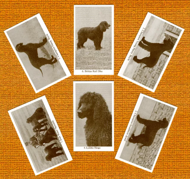 Irish Water Spaniel Set Of Six Named Dog Collectable Trade Cards Great Gift