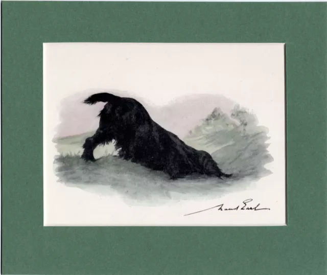 Maud Earl ~ Cocker Spaniel ~ Gun Dog. Hand Coloured Print Genuine Vintage 1932