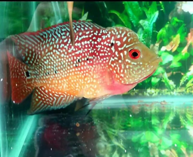 f3 two toned red eye Flowerhorn live a cross between kamfa and cencu size 3inch|