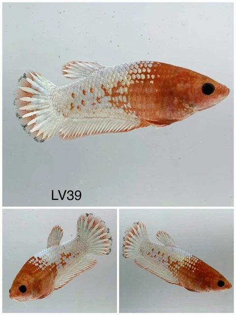 Betta Live Fish Female Fancy HMPK LV39 Ask Seller Shipping Cost Before Buy