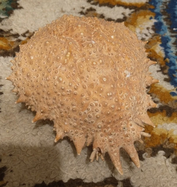 Large Vintage Spider Crab Shell Taxidermy Real Crab Shell Nice Old Display Piece
