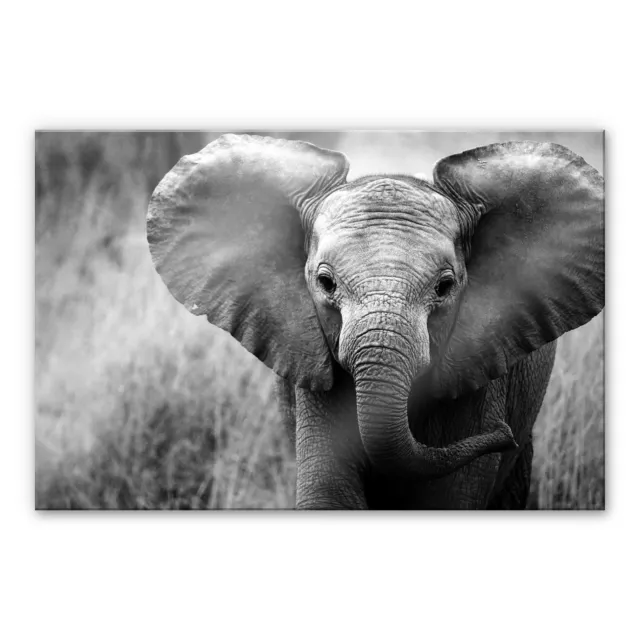 Acrylglas Acrylglasbild Jumbo der kleine Elefant schwarz/weiß Wandbild Wanddeko