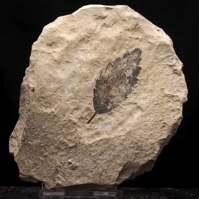 LEAF FOSSIL - Miocene - Erdobenye - HUNGARY AL96