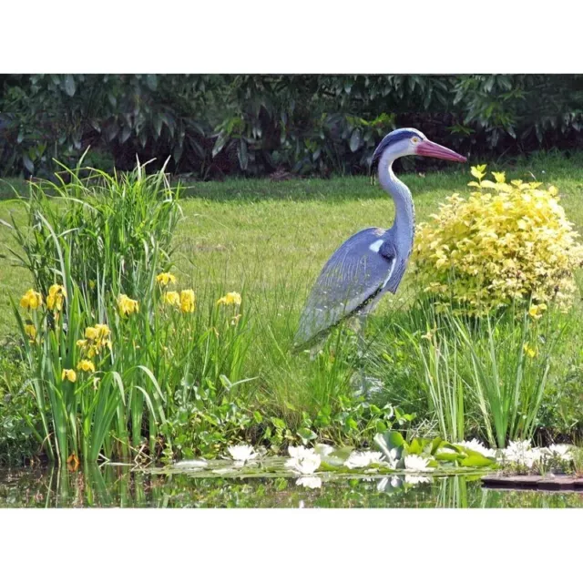 SONDERPOSTEN XXL Fischreier Gartenfigur Teichfigur lebensecht 70cm