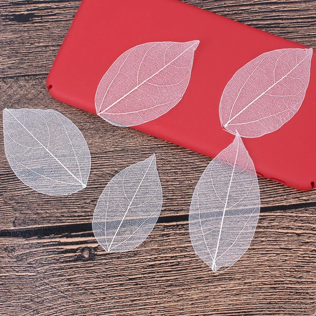 6 piezas Muestre de flores secas naturales hágalo usted mismo Materiales Marcador Tarjetas de felicitación Manual