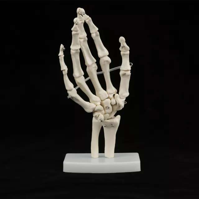 Medical Anatomical Life-size Human Hand Joint Study Skeleton Model DIY