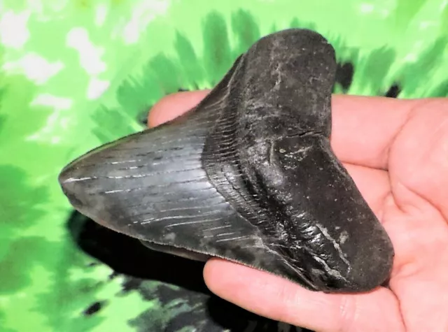 3 Inch Real Megalodon Shark Tooth Big Fossil Giant Genuine Relic Teeth Huge Meg