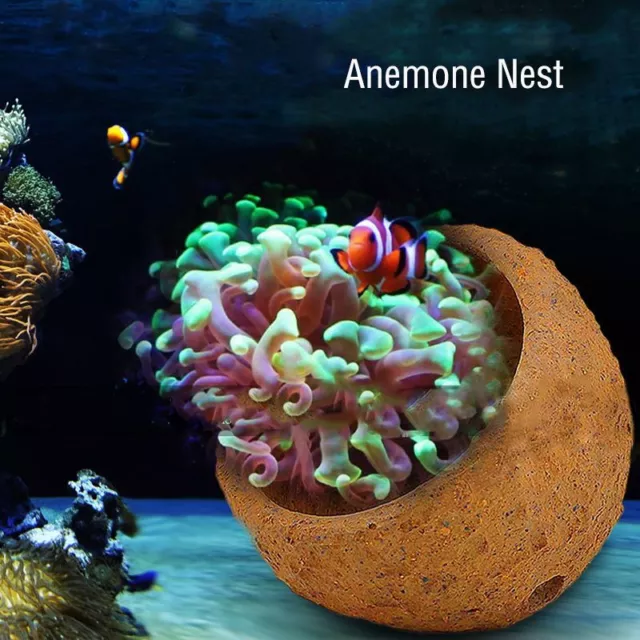 Prevent Anemone Nest Running Away Clay Live Rock Hand Made Aquarium Reef Tank