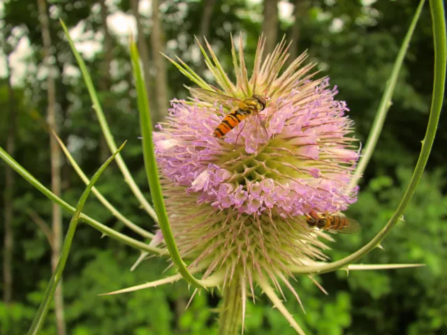 Wilde Karde, Dipsacus fullonum, 300 Samen