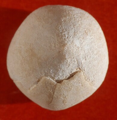 OURSIN FOSSILE MAASTRICHTIEN CONULUS 