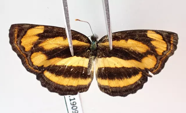 N19096. Unmounted butterflies: Nymphalidae sp. Vietnam. Nghe An