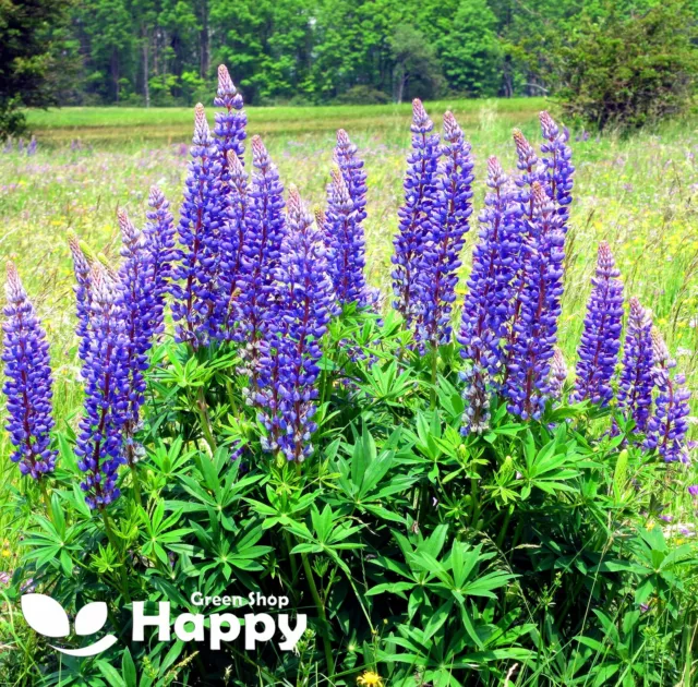 Flower - Blue Lupine - 20 seeds - Lupinus Angustifolius