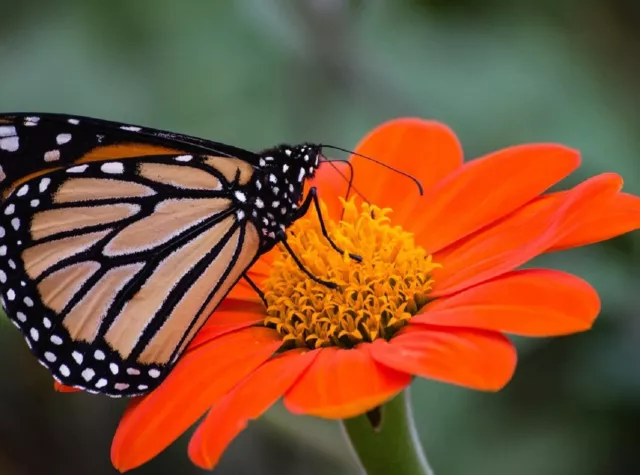 Sunflower Seeds - Large Orange Blooms, Drought-Tolerant, Mexican Torch Variety