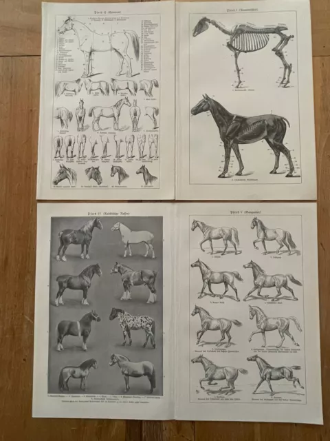 4 X Vintage Original Print Book Plate Equine, Horses