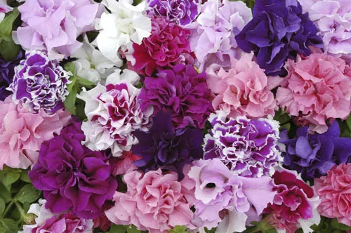 Flower - Petunia - Double Pirouette Mixed F1 - 150 Pelleted Seeds - Large