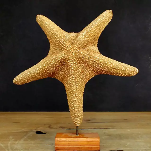 Schöner Seestern Asterias Rubens auf Ständer - 305,55g - 285 x 270 x 60 mm