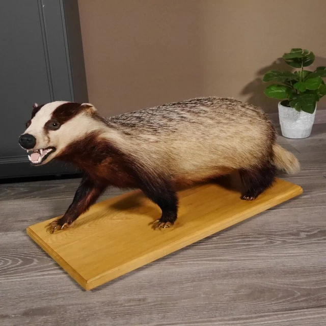 Tejón Preparado En Placa de Madera Ancho 81 CM Depredador para Animales