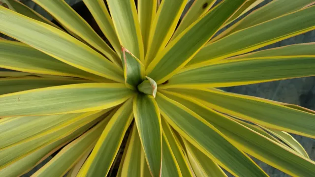 Yucca gloriosa 'Citrus Twist'® / Dague espagnol panaché / Godet