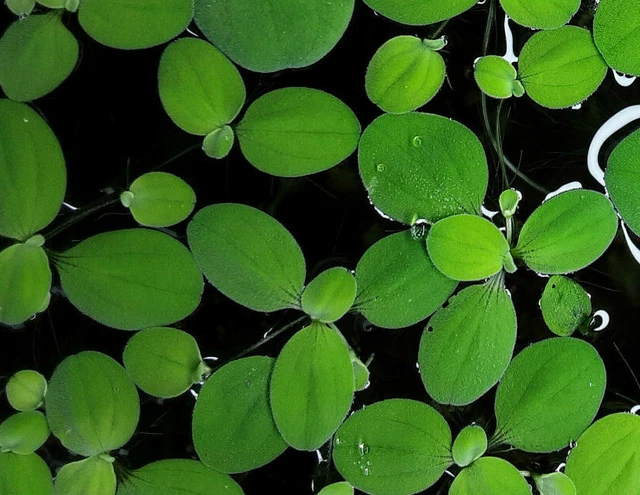 15X MUSCHELBLUME, PISTIA stratiotes, Schwimmpflanze, Aquarium, Teich
