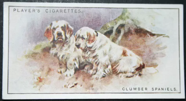 CLUMBER SPANIEL   Vintage 1926  Illustrated Dog Card  QC28M